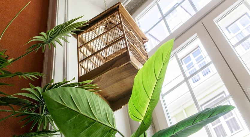 Photo of From the Vine