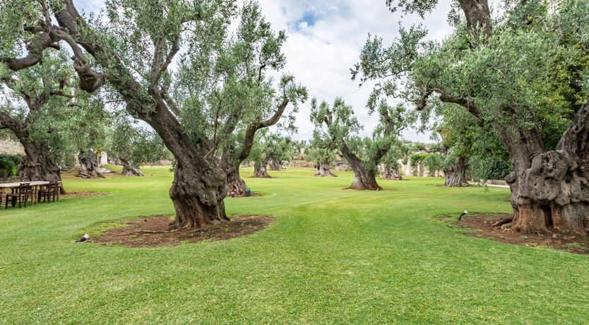 Photo of Burnished Splendor