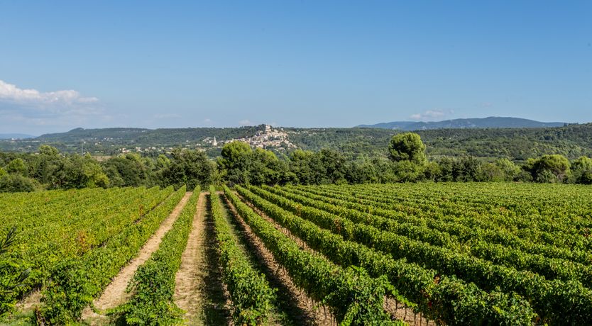 Photo of The Champagne Rose