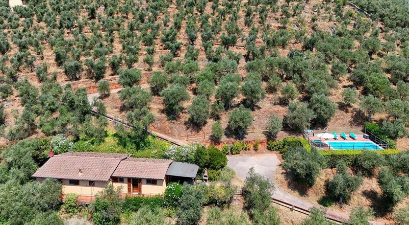 Photo of Olive Harmony