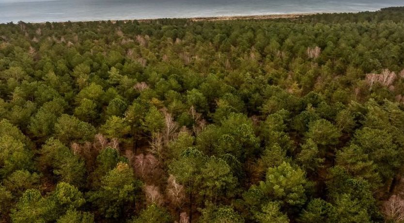 Photo of "Hælf" - 600m from the sea