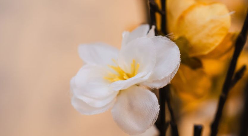 Photo of Drover's Lodge