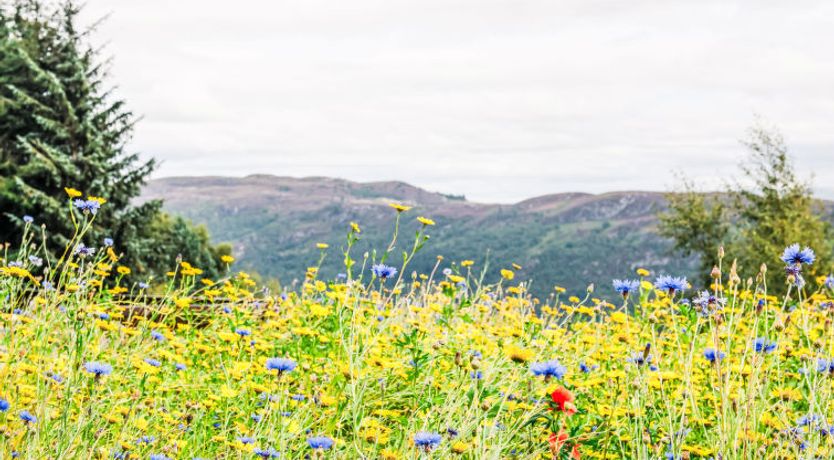 Photo of Drover's Lodge