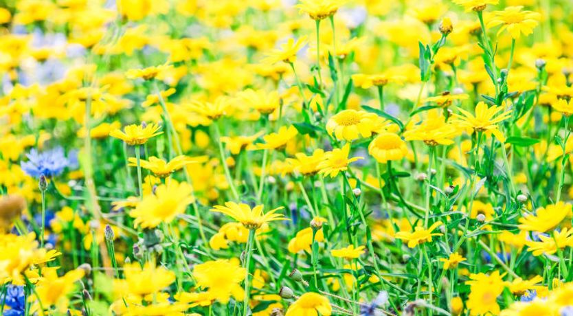 Photo of Drover's Lodge