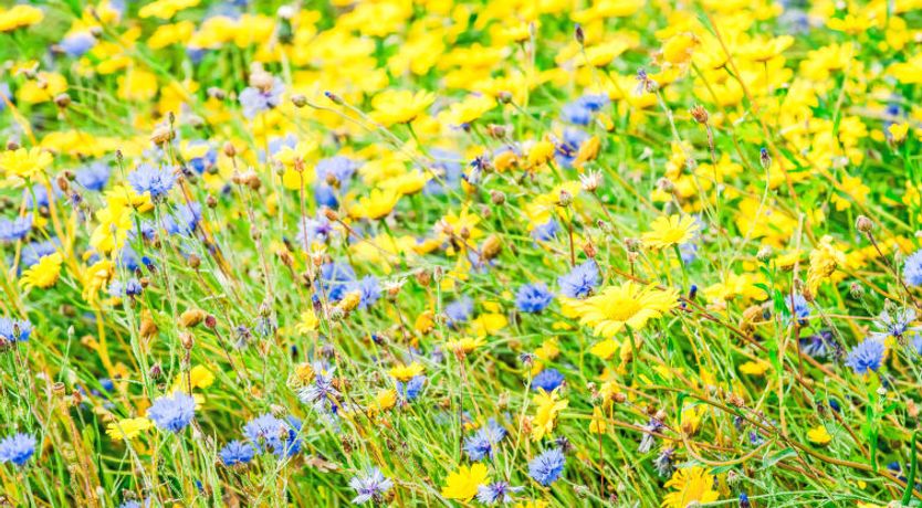 Photo of Drover's Lodge