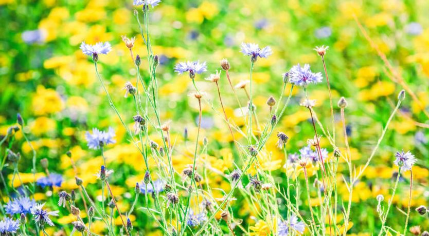 Photo of Drover's Lodge