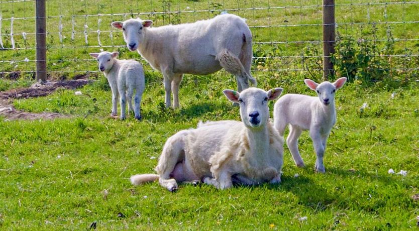 Photo of 1 Bed in Wroxall