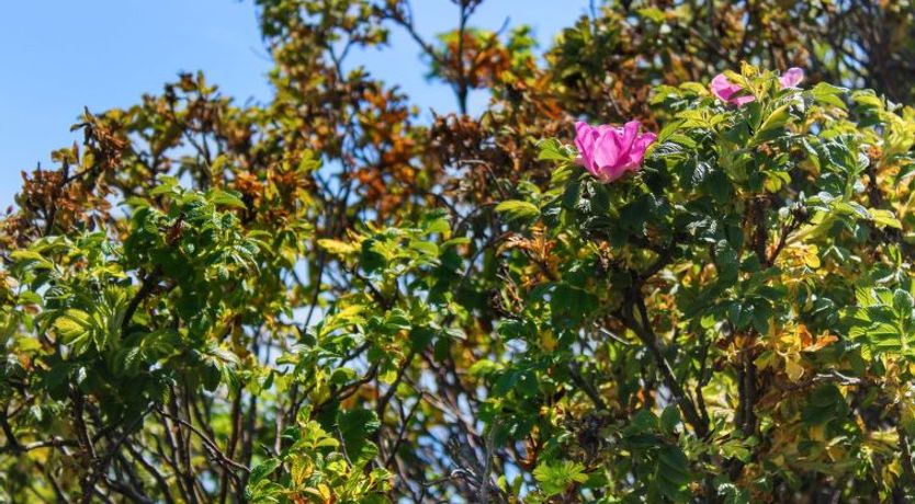 Photo of "Edmer" - 50m from the sea