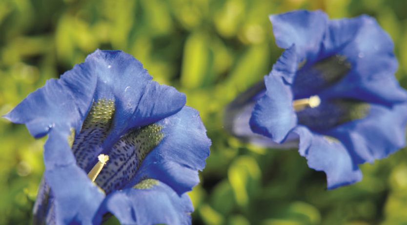 Photo of Odalys Référence Le Grand Panorama 1 Apartment 2