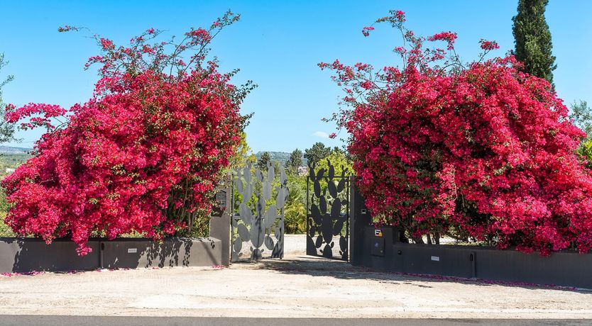 Photo of Sicilian Trellis