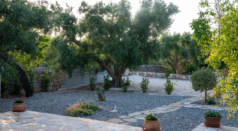 Photo of Under the Fig Tree