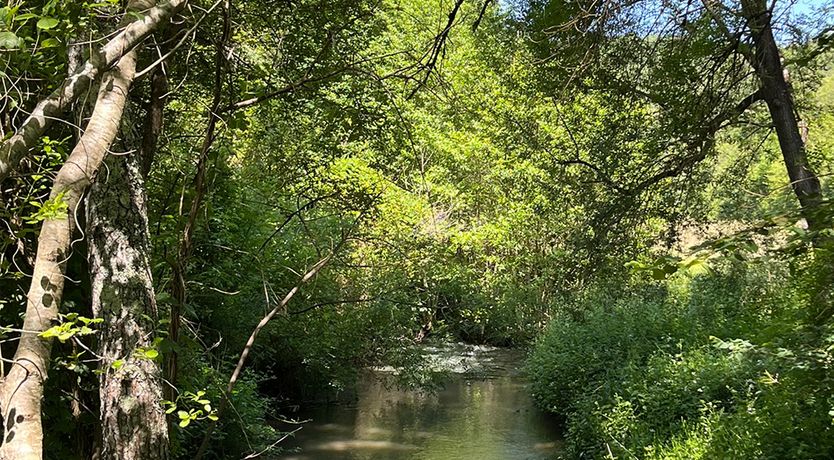 Photo of The Secluded Mill