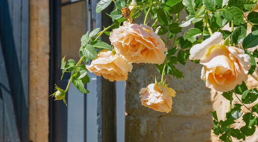 Photo of The Secluded Mill