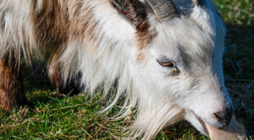 Photo of Crofters View