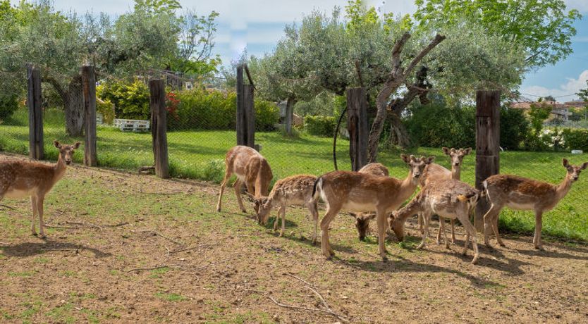 Photo of Grappolo Verde