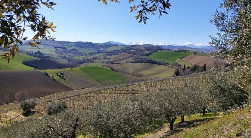 Photo of Leone D'Oro