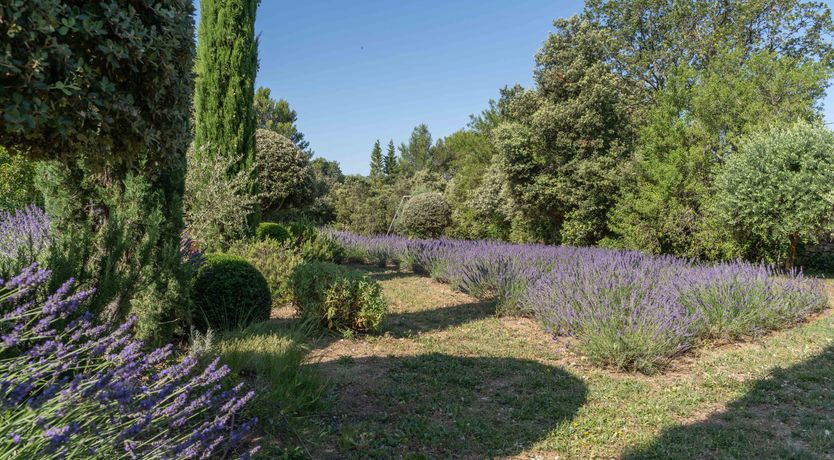 Photo of Lovely Lavender