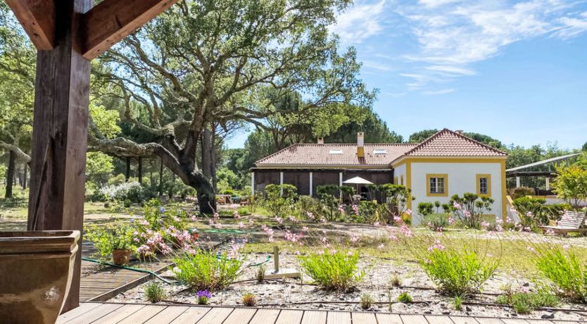 Photo of Entre as Árvores