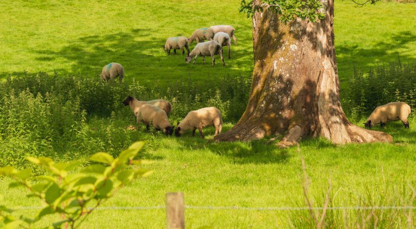 Photo of The Birches