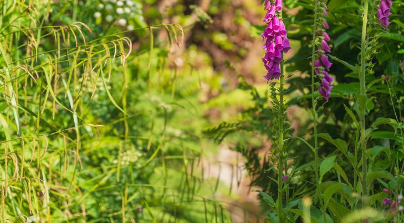 Photo of The Birches