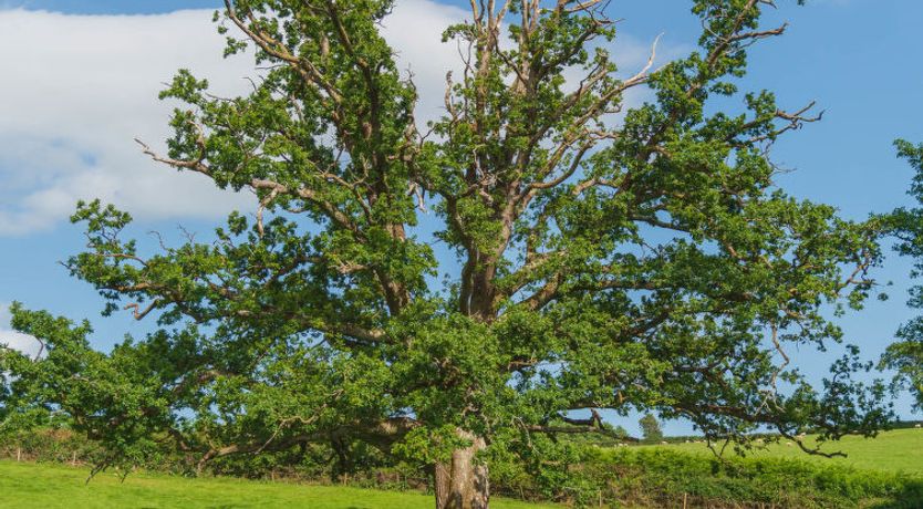 Photo of The Birches