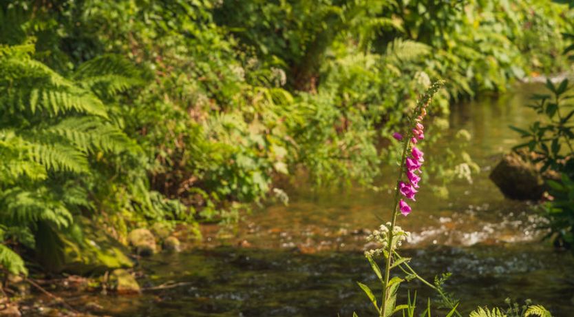 Photo of The Birches
