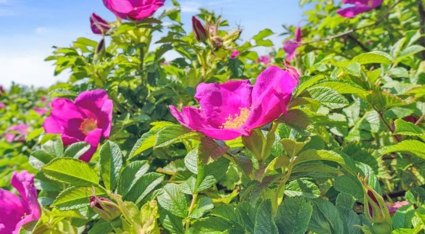 Photo of "Mariam" - 100m from the sea