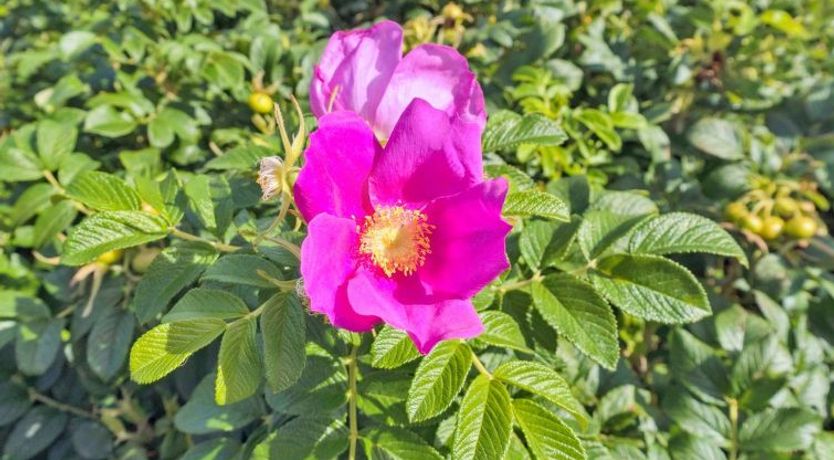 Photo of "Mia" - 200m from the sea