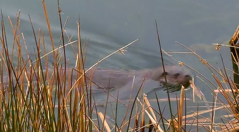 Photo of South Barn, Nr Wiveliscombe