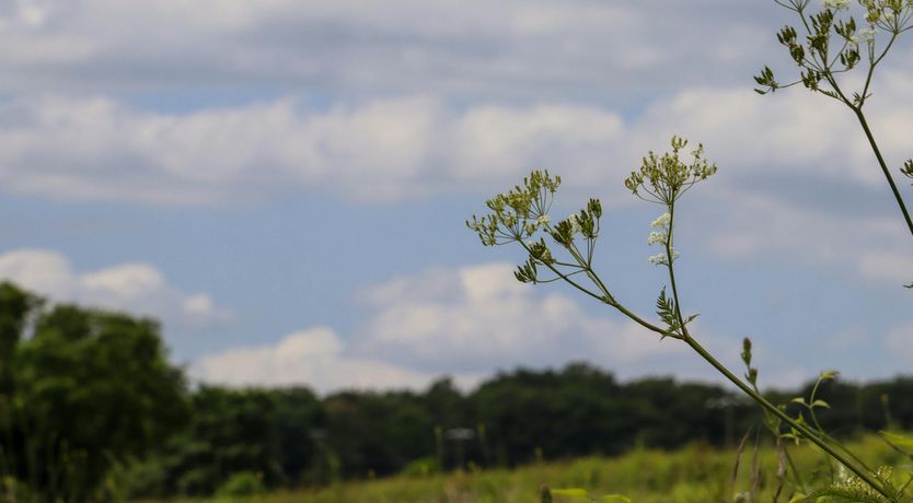 Photo of The Kent Downs