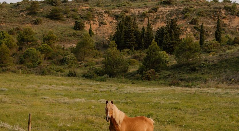 Photo of Pine & Rhone