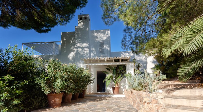 Photo of Mimosa Trees