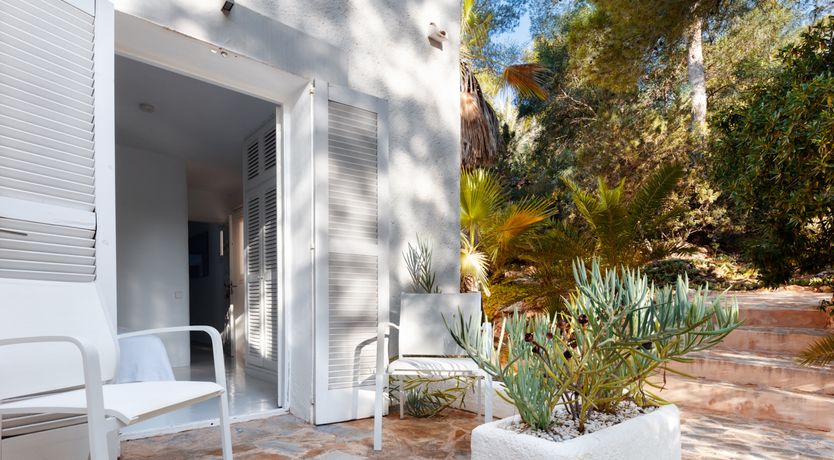 Photo of Mimosa Trees