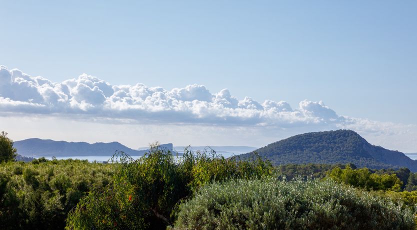 Photo of Mimosa Trees