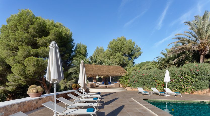 Photo of Mimosa Trees