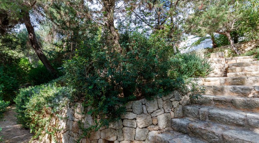 Photo of Mimosa Trees