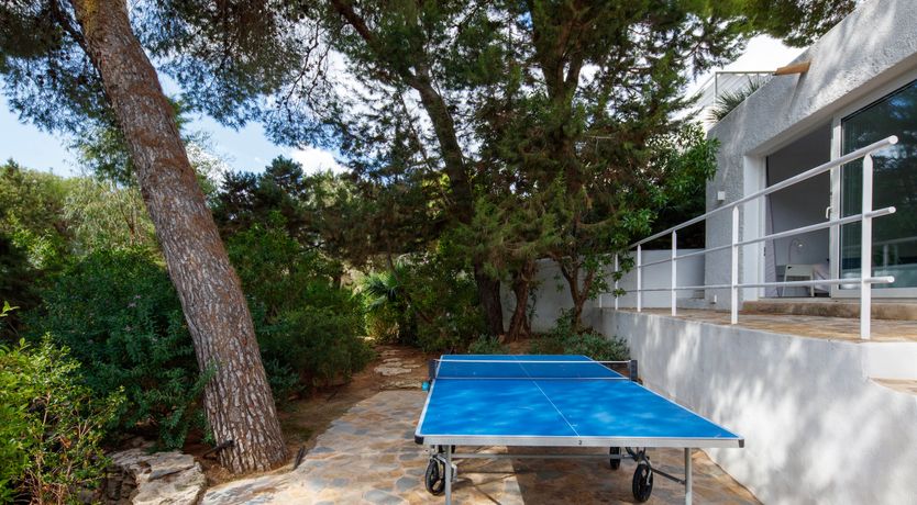 Photo of Mimosa Trees