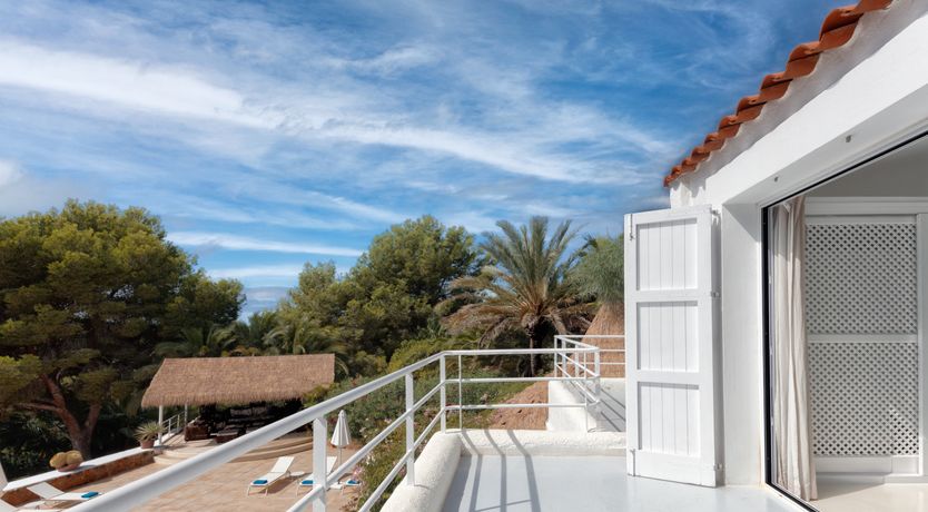 Photo of Mimosa Trees