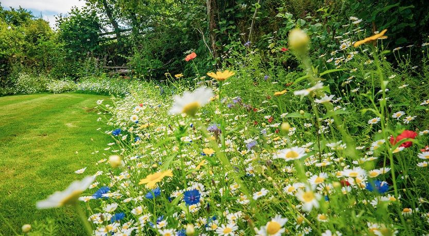 Photo of The Fairy Children