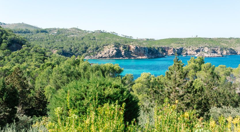 Photo of Pomegranates & Palms