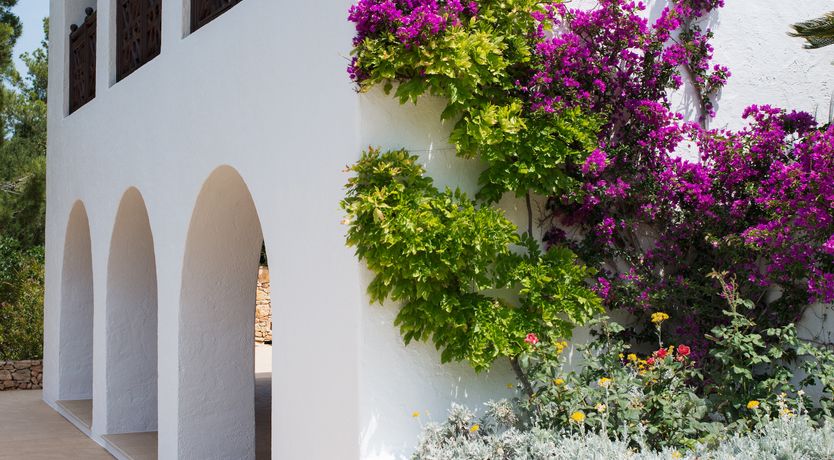 Photo of Pomegranates & Palms