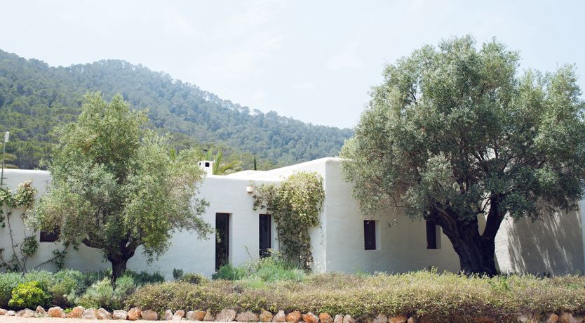 Photo of Pomegranates & Palms