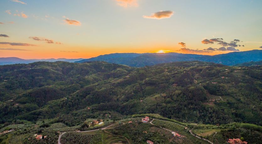 Photo of Midsummer's Gold