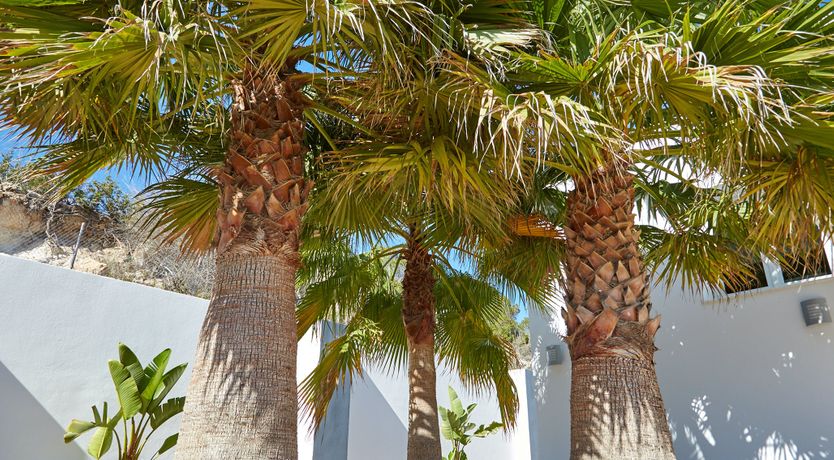 Photo of White Tiger