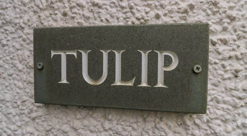 Photo of Tulip
