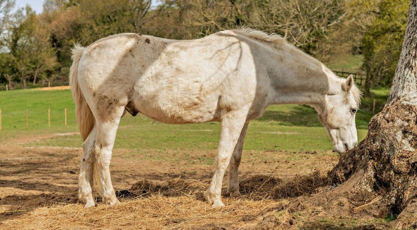 Photo of 1 Bed in Fifehead Neville
