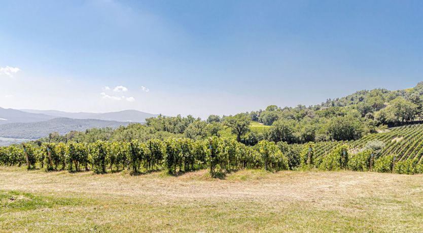 Photo of Lavender Vine