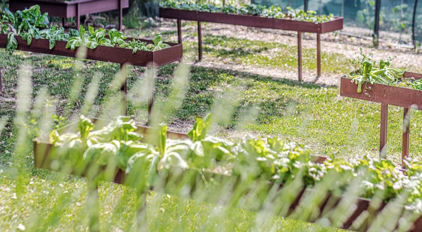 Photo of Lavender Vine
