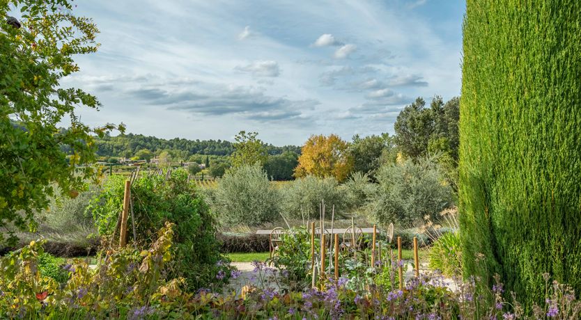 Photo of Vines & Perfume