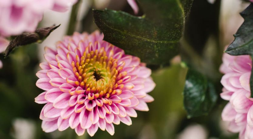 Photo of Harbour Nights Deluxe 7D